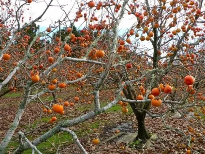 Корисні властивості хурми і застосування (застосування) Корисні властивості хурми і застосування