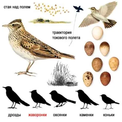 польовий жайворонок