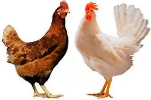 Породи курей в Україні