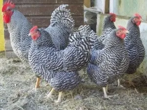 Породи курей в Україні