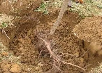 Посадка абрикосів на Уралі (урале) Посадка абрикосів на Уралі