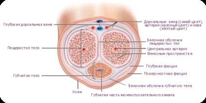 Підвищення потенції у чоловіків природними способами (потенції) Підвищення потенції у чоловіків природними способами
