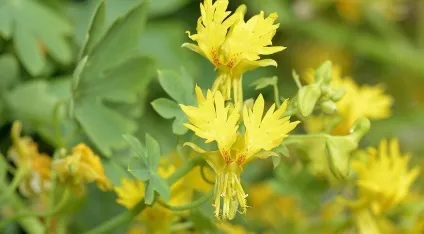 Популярні однорічні виткі рослини на (кімнатні рослини) Популярні однорічні виткі рослини на
