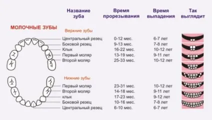 Пізніше випадання молочних зубів що робити