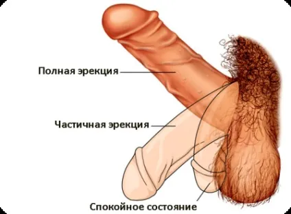 Підвищення потенції у чоловіків природними способами (Муіра-пуама перуанська маку) Підвищення потенції у чоловіків природними способами