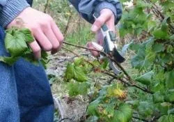 Правильна обрізка кущів смородини восени для початківців як і коли правильно обрізати чорну, (обрізка) Правильна обрізка кущів смородини восени для початківців як і коли правильно обрізати чорну,