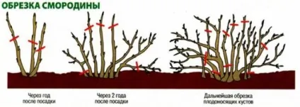 Правильна обрізка кущів смородини восени для початківців як і коли правильно обрізати чорну, (обрізка) Правильна обрізка кущів смородини восени для початківців як і коли правильно обрізати чорну,