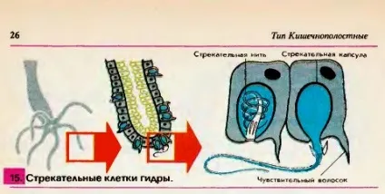 Прісноводний поліп гідра