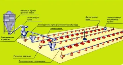 Переваги підлогового утримання бройлерів (переваги) Переваги підлогового утримання бройлерів