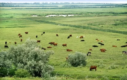 Правильний випас худоби