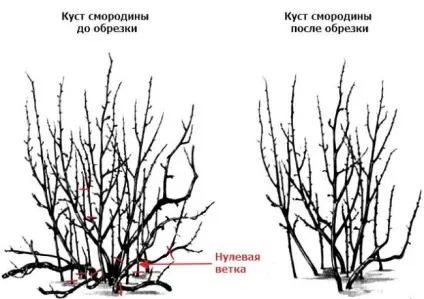 Правильна обрізка кущів смородини восени для початківців як і коли правильно обрізати чорну, (обрізка) Правильна обрізка кущів смородини восени для початківців як і коли правильно обрізати чорну,