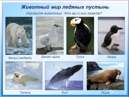Презентація на тему теплові пояси землі згадайте, де на землі найтепліше від чого це залежить
