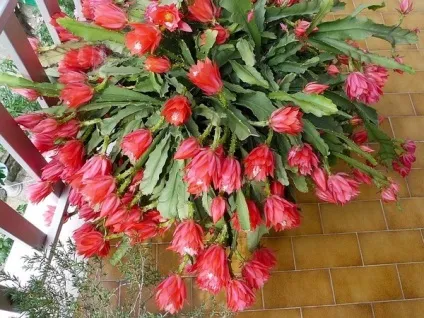 Прекрасне комнтатное рослина Епіфіллум (Епіфіллум epiphyllum) Прекрасне комнтатное рослина Епіфіллум