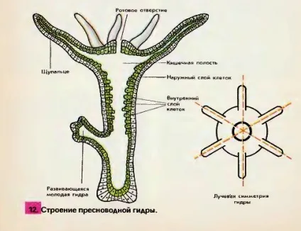 Прісноводний поліп гідра