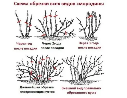 Правильна обрізка кущів смородини восени для початківців як і коли правильно обрізати чорну, (смородини) Правильна обрізка кущів смородини восени для початківців як і коли правильно обрізати чорну,