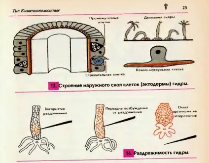 Прісноводний поліп гідра