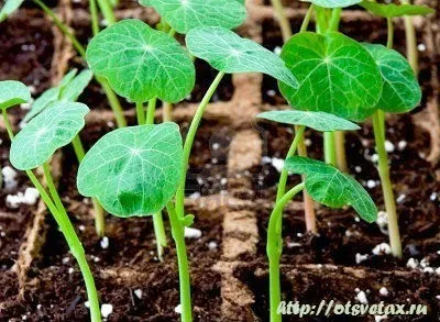 Пророщування насіння в домашніх умовах (насіння) Пророщування насіння в домашніх умовах
