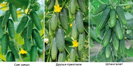 Пучкові огірки на