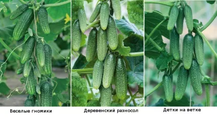 Пучкові огірки на