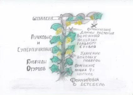 Пучкові і суперпучковие огірки як вирощувати (пучкові і суперпучковие огірки) Пучкові і суперпучковие огірки як вирощувати
