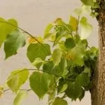 Розмноження липи живцями (липи) Розмноження липи живцями