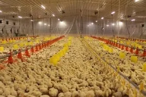 Розведення курей несучок на яйця як бізнес - cельхозпортал (несучок) Розведення курей несучок на яйця як бізнес - cельхозпортал