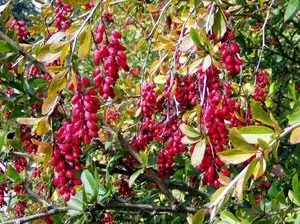 Рослина барбарис як вирощувати дерево barbaris, правила догляду і способи розмноження (дерево) Рослина барбарис як вирощувати дерево barbaris, правила догляду і способи розмноження