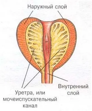 Різні вправи для профілактики простатиту (25-30 хвилин добу) Різні вправи для профілактики простатиту