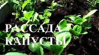 Розсада капусти кольрабі терміни посадки