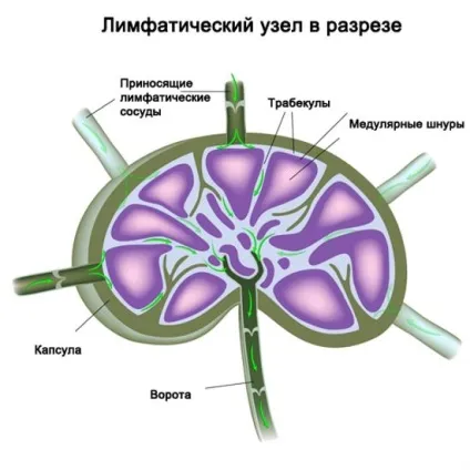 Розташування лімфовузлів на шиї схема, ls (рідина м'яких тканин) Розташування лімфовузлів на шиї схема, ls