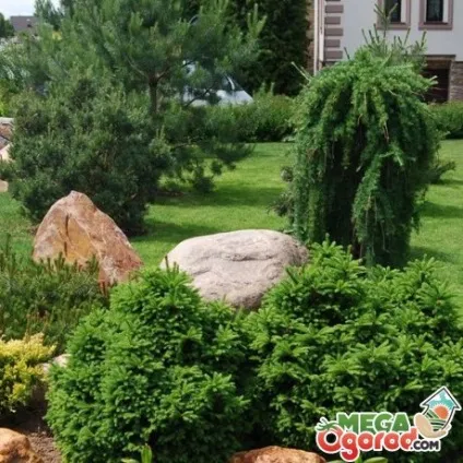 Розмноження сосни живцями, умови для вирощування, посадка, догляд