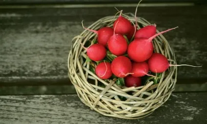 Редиска - користь і шкода для організму, ніж корисна редиска