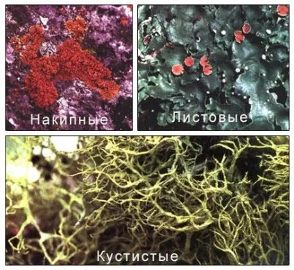 реферат лишайники