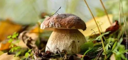 Малюємо забавного їжачка в тумані під грибом - ярмарок майстрів - ручна робота, handmade (забавного) Малюємо забавного їжачка в тумані під грибом - ярмарок майстрів - ручна робота, handmade