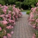 Троянди в вашому саду як організувати розарій в саду і як за ним доглядати, що посадити з трояндами на