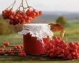 Горобина червона, лікування горобиною (червона) Горобина червона, лікування горобиною