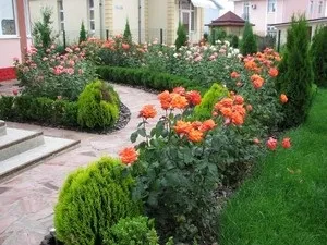 Троянди в вашому саду як організувати розарій в саду і як за ним доглядати, що посадити з трояндами на