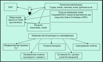 Рожа у свиней симптоми і лікування хвороби (лікування) Рожа у свиней симптоми і лікування хвороби