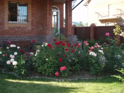 Троянди в вашому саду як організувати розарій в саду і як за ним доглядати, що посадити з трояндами на