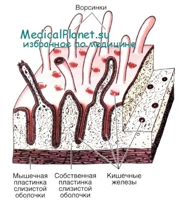 Будова тонкої кишки