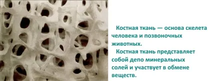Будова кісткової тканини (кісткової) Будова кісткової тканини