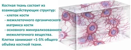 Будова кісткової тканини (перекривають один одного) Будова кісткової тканини