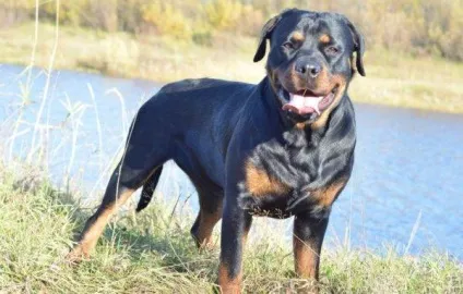 Сторожові породи собак топ-10 з фото і назвами (собак) Сторожові породи собак топ-10 з фото і назвами