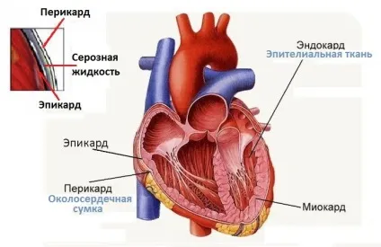 Будова стінки серця