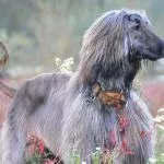 Салюк фото, опис породи, характеру, здоров'я (породи) Салюк фото, опис породи, характеру, здоров'я
