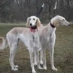 Салюк - перська хорт