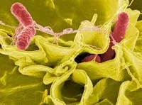 Сальмонела (salmonella)