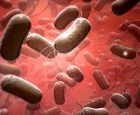 Сальмонела (salmonella)