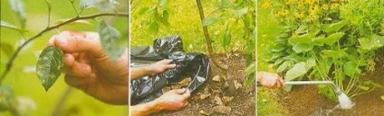 Іржа рослин методи боротьби і профілактики (легко розносяться вітром) Іржа рослин методи боротьби і профілактики