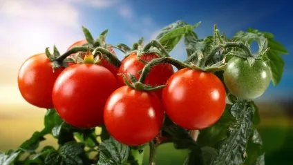Найкорисніші овочі - корисні продукти (самі) Найкорисніші овочі - корисні продукти